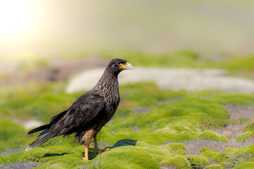 Striated Caracara on the ground looking for food