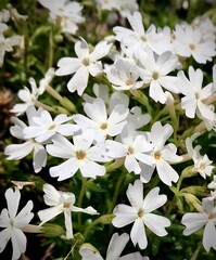 white flowers in the garden