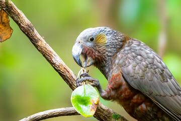 Kaka parrot in the canopy of Stewart Island in New Zealand