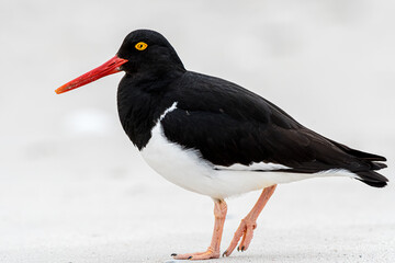 Magellanic Oystercatcher on the beach looking for food
