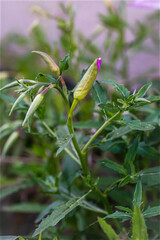 Evening primrose, buttercup