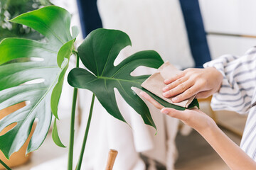 Close-up young women's hands rub and wipe the dust off the leaves of the house plant Monstera...