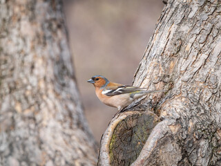 Common chaffinch, Fringilla coelebs, sits on a tree. Common chaffinch in wildlife.