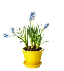Pot with blooming grape hyacinth plant (Muscari) isolated on white