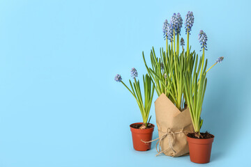 Pots with blooming grape hyacinth plants (Muscari) on blue background