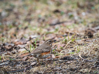 Wood bird Redwing, Turdus iliacus, on a sprng lawn.