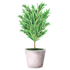 Bouquet fresh rosemary in concrete pot. Watercolor illustration Isolated on white background. Art for design, textiles
