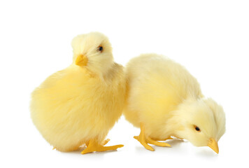 Cute yellow chickens isolated on white