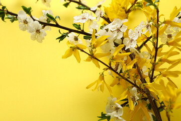 Beautiful blooming spring branches on yellow background