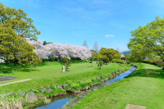 桜の花「菜の花・せせらぎ景色」(秋津川河川公園) Cherry blossoms 