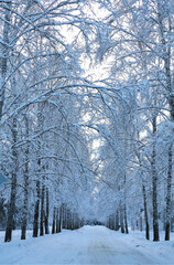 Winter snowy trees and a road leading into the distance