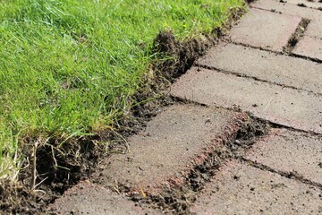 Red brick stone path appeared after remove the lawn in the yard