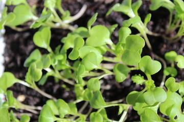 Newly sprouted vegetable with light green leaves
