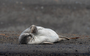 Crabeater Seal wondering what the meaning of life is on a Antartica beach