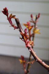 New healthy red leaves on a rose bush