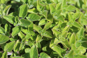 Growing fresh mint green oregano leaves