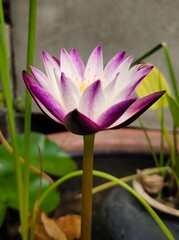 lotus flower blooming in the pond. side view