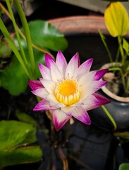 lotus flower blooming in the pond. top view