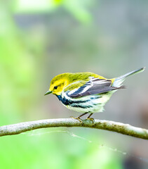 Black-throated green warbler perched on a tree
