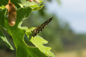 Butterfly Great Banded Grayling ( Kanetisa circe ) perched on oak leaves with wings closed and seen from behind 