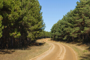 Curve in dirt road in a pine forest 