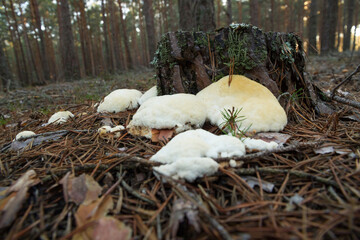 Myxomycetes slime molds in pine forest