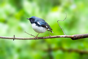 Black throated Blue Warbler perched on a tree