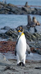 King penguins (Aptenodytes patagonicus) interacting on the beach in Gold Harbor, South Georgia Islands