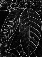 black and white leaf