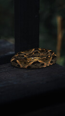 Serpiente peligrosa y venenosa