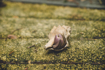 沖縄県宮古島の離島の神の島 大神島の陸地に住む大きなヤドカリ