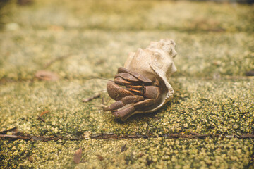 沖縄県宮古島の離島の神の島 大神島の陸地に住む大きなヤドカリ