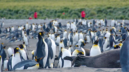 King penguin (Aptenodytes patagonicus) colony in Gold Harbor, South Georgia Islands © Angela