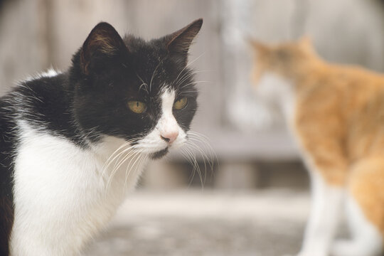 沖縄県宮古島の離島のネコ島 大神島に住みつくかわいい野良猫の写真