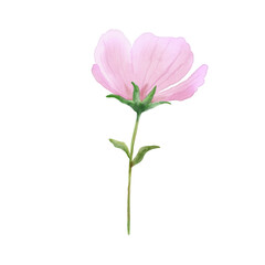 Naklejka na ściany i meble Branch of pink flower illustration. Watercolor painting plant isolated on white background. Floral drawing