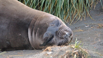 Close up of a weanling southern elephant seal (Mirounga leonina) in Gold Harbor, South Georgia Islands