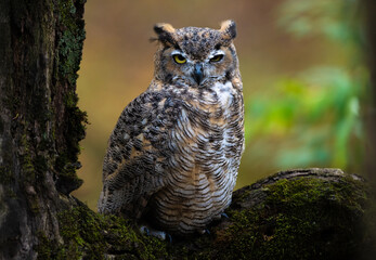 Great Horned Owl perched on a tree