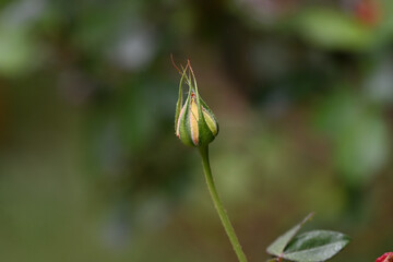 A Rose Bud in the Stem