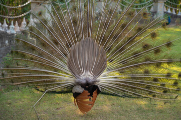Beautiful peacock with peacock feathers in the peacock's tail in temple Thailand.