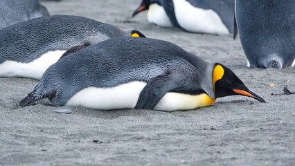 King penguin (Aptenodytes patagonicus) lying on the beach in Gold Harbor, South Georgia Islands