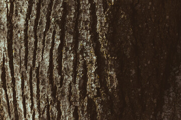 Carved texture of tree bark. The bark of a tree with cracks. wood texture, natural tree bark. Natural background, bark of a tree that traces cracking