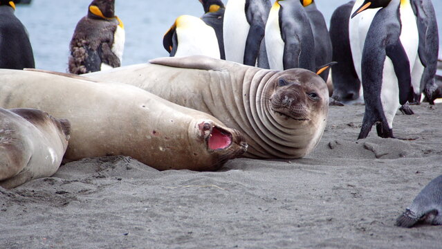 Southern elephant seals (Mirounga leonina) in front of king penguins (Aptenodytes patagonicus) on the beach at Gold Harbor, South Georgia Islands