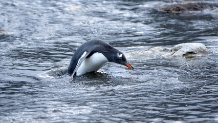 Gentoo penguin (Pygoscelis papua) drinking from a stream in Gold Harbor, South Georgia Islands