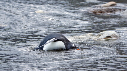 Obraz premium Gentoo penguin (Pygoscelis papua) drinking from a stream in Gold Harbor, South Georgia Islands