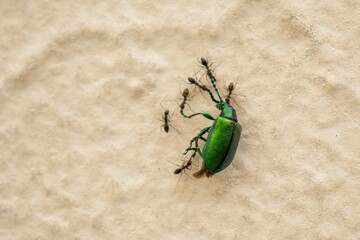bug on wall