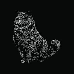 ragdoll cat hand drawing vector illustration isolated on black background