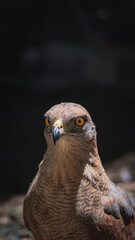 bird of prey
