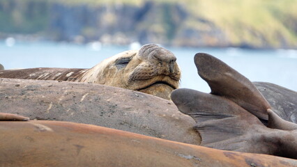 Southern elephant seal (Mirounga leonina) colony in Gold Harbor, South Georgia Islands
