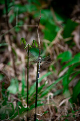 Fototapeta premium Seeing up close a dragonfly