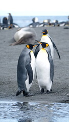 Obraz premium King penguins (Aptenodytes patagonicus) on the beach in Gold Harbor, South Georgia Islands